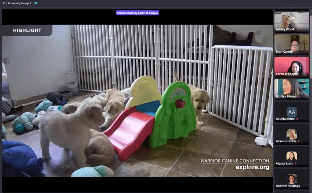  Loopicon ‘Petworking’ Session